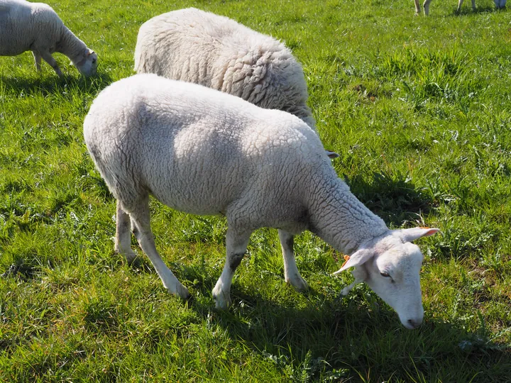 Kalkense Meersen (België)